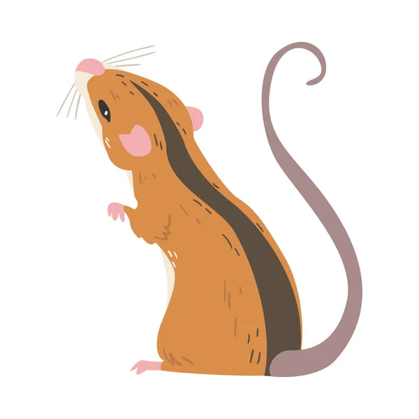 Ριγέ ποντίκι πεδίου ως μικρό τρωκτικό με μακρά ουρά στέκεται πίσω άποψη διανυσματική απεικόνιση — Διανυσματικό Αρχείο