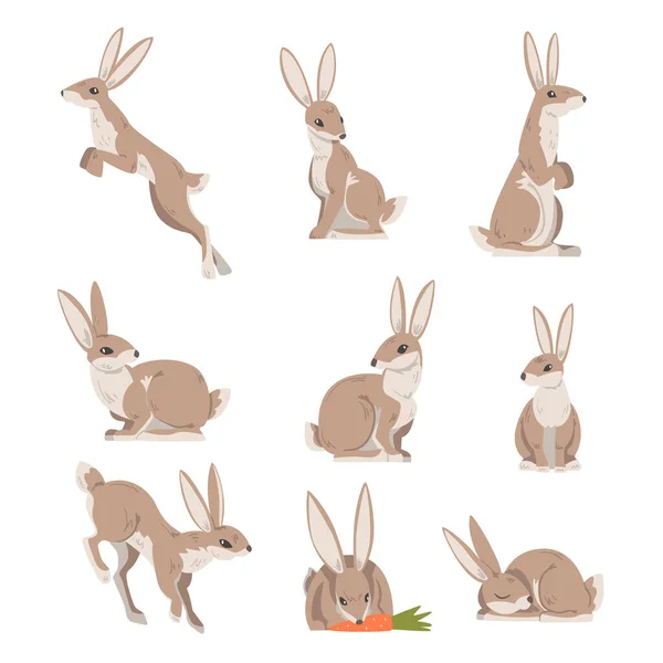 Liebres y Jackrabbits como Swift Animal con Orejas Largas y Conjunto de Vectores de Abrigo Marrón Gris — Vector de stock