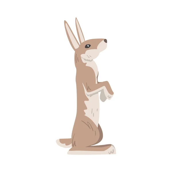 Auf Hinterbeinen stehend Hase oder Jackkaninchen als flottes Tier mit langen Ohren und graubraunem Fell — Stockvektor