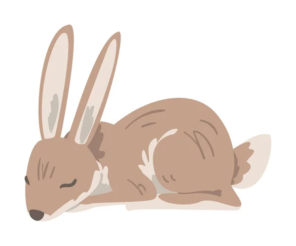 Ύπνος λαγός ή Jackrabbit ως Swift Animal με μακριά αυτιά και γκρι καφέ παλτό διανυσματική απεικόνιση — Διανυσματικό Αρχείο