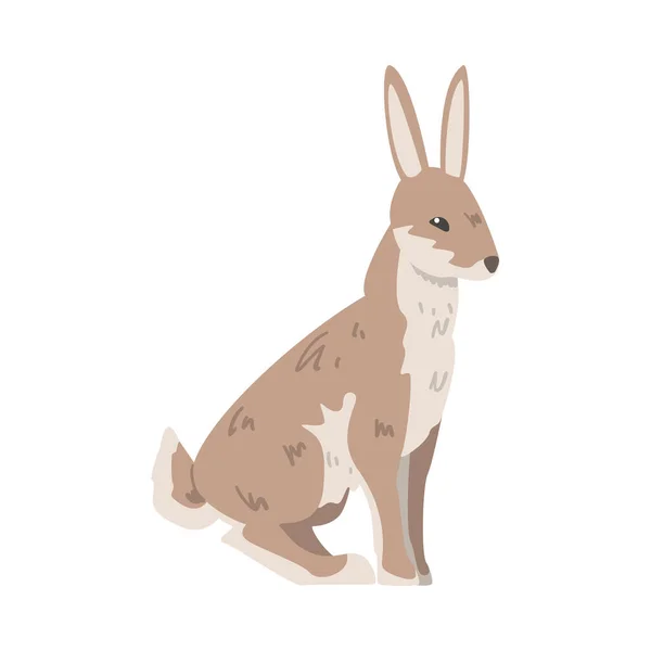 Sedící zajíc nebo králík jako rychlé zvíře s dlouhýma ušima a šedohnědým kabátem Vektorové ilustrace — Stockový vektor
