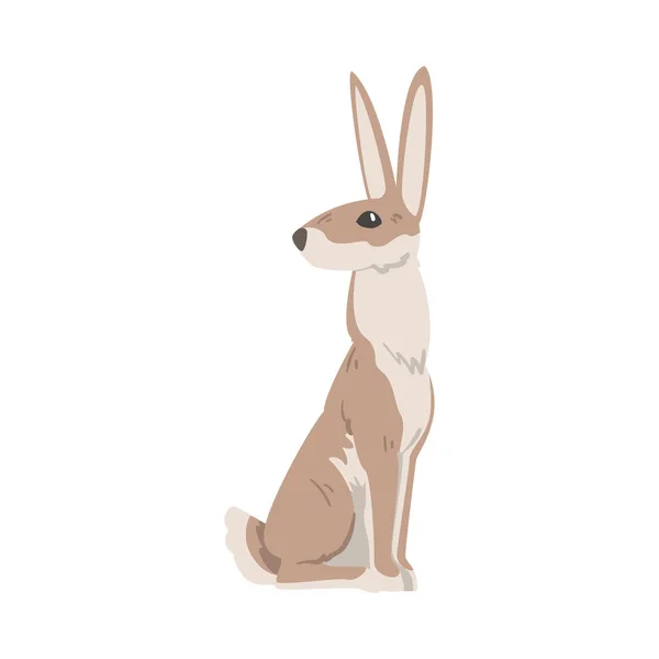Sitzender Hase oder Jackkaninchen als flottes Tier mit langen Ohren und graubraunem Fell — Stockvektor