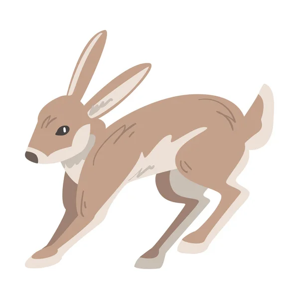 Springender Hase oder Jackkaninchen als flottes Tier mit langen Ohren und graubraunem Fell — Stockvektor