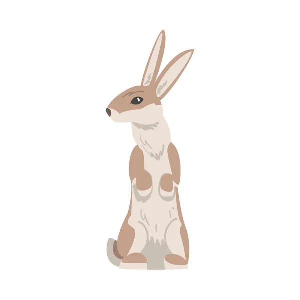 Stojí na stopkách zajíce nebo králíka jako rychlé zvíře s dlouhýma ušima a šedohnědým kabátem Vektorové ilustrace — Stockový vektor