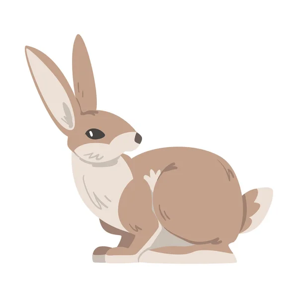 Liebre sentada o Jackrabbit como animal veloz con orejas largas e ilustración vectorial de la capa marrón grisácea — Vector de stock