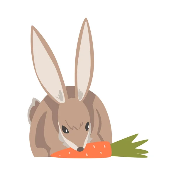 Hare or Jackrabbit as Swift Animal with Long Ears and Grayish Brown Coat Gnawing Carrot Vector Illustration — Stock Vector