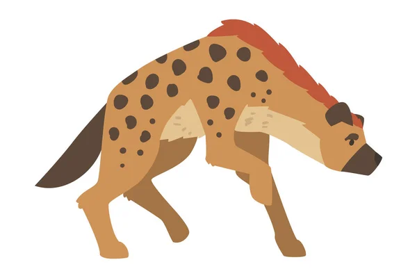 Hyena as Carnivore Mammal with Spotted Coat and Rounded Ears Walking Vector Illustration — Stock Vector