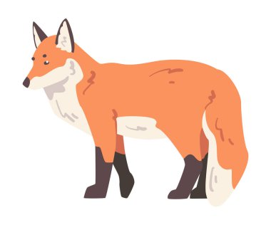 Şirin Tilki Vahşi Ormanı Memeli Hayvan Çizgi Filmi Vektör Çizimi