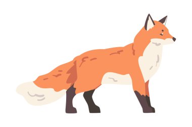 Sly Red Fox, Vahşi Yırtıcı Orman Memeli Hayvan Çizgi Filmi Vektör İllüstrasyonu