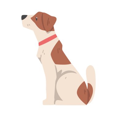 Oturan Jack Russell Terrier 'ın yan görüntüsü, Kahverengi ve Beyaz Önlüklü Şirin Hayvan Vektör Çizimi