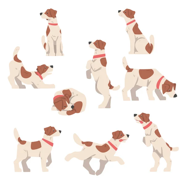 Bonito Jack Russell Terrier em várias Poses Set, animal de estimação amigável com Brown e branco Brasão Cartoon Vector Ilustração —  Vetores de Stock
