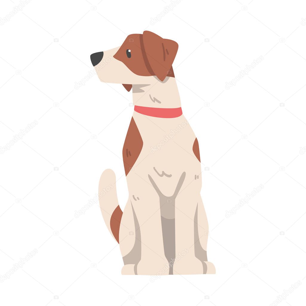Jack Russell Terrier Sitting and Looking to the Side, Cute Pet Animal with Brown and White Coat Cartoon Vector Illustration