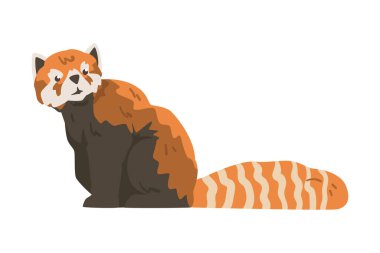 Tatlı Oturan Kızıl Panda 'nın yan görüntüsü, Sevimli Vahşi Hayvan Çizgi Filmi Vektör İllüzyonu