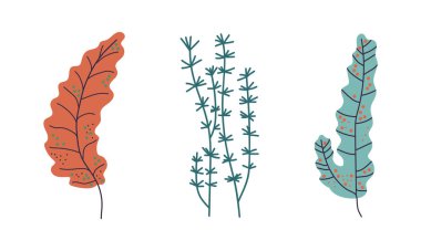 Okyanus tabanında büyüyen deniz yosunları veya bitkiler ve deniz yosunları