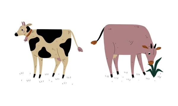 酪農牛として牧草地で放牧された牛乳｜繁殖・農業ベクトルセット — ストックベクタ
