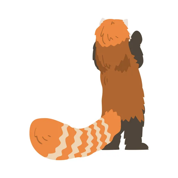 Rare View of Cute Red Panda, Adorável Animal Selvagem Cartoon Vector Ilustração — Vetor de Stock