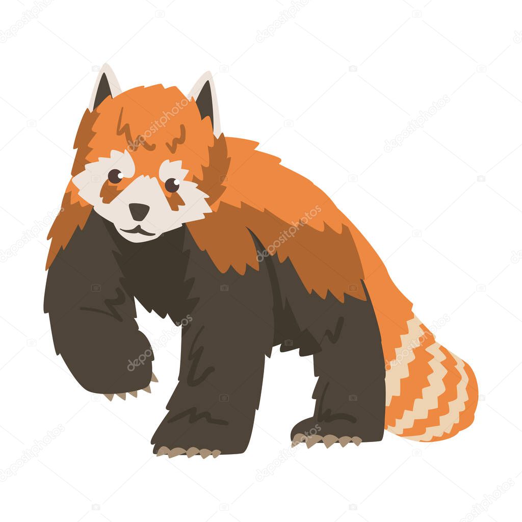 Cute Red Panda Wild Animal Cartoon Vector Illustration