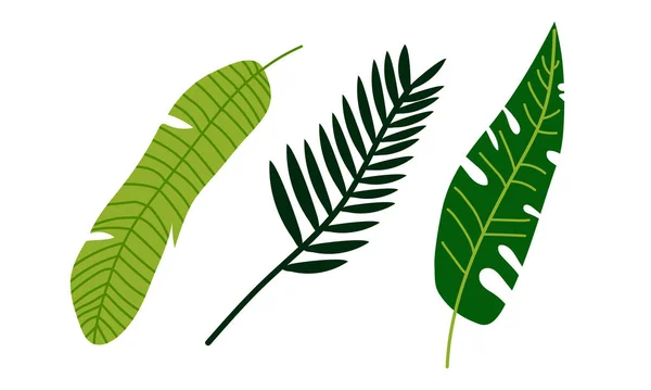 Hoja tropical en tallo como Flora exótica y conjunto de vectores de follaje — Archivo Imágenes Vectoriales