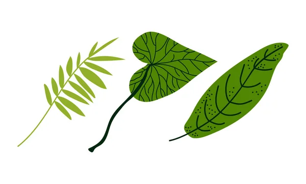 Hoja tropical en tallo como Flora exótica y conjunto de vectores de follaje — Archivo Imágenes Vectoriales