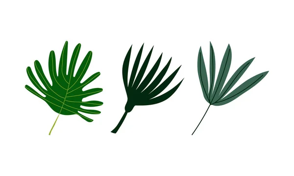 Tropiskt blad på Stem som Exotic Flora och Foliage Vector Set — Stock vektor