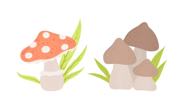 Funghi commestibili e velenosi, illustrazione vettoriale del fumetto del fungo di Amanita e Shiitake — Vettoriale Stock