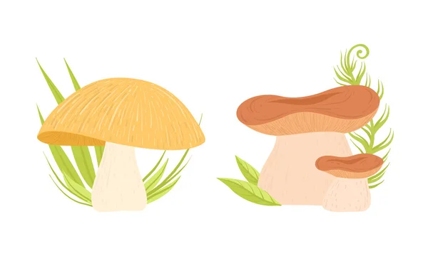 Diversi tipi di foresta Funghi commestibili Set Cartoon Vector Illustrazione — Vettoriale Stock