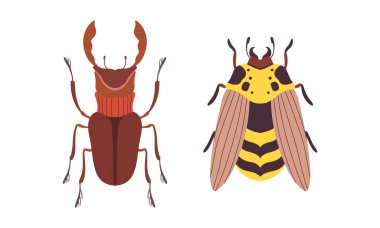 Böcek Türler Kümesi, Gergedan Böceği ve Yaban Arısı Böceği Çizgi Filmi Vektör İllüstrasyonu Üst Görünümü