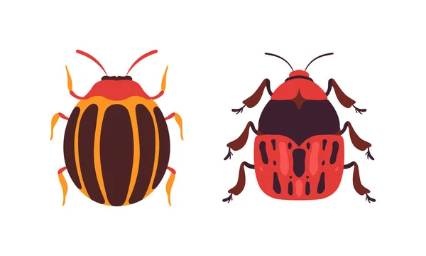 Sada druhů chyb, Top View of Redbug and Colorado Insects Cartoon Vector Illustration — Stockový vektor