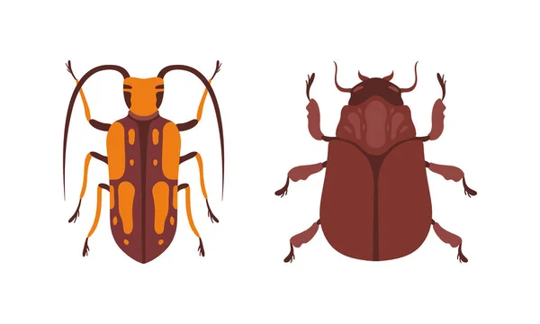 Bug Species Set, Top View of Bugs, Beetles Insects Cartoon Vector Illustration — Stock Vector