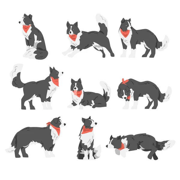 Border Collie Dog Set, Pásztor Kisállat fekete fehér kabát piros nyakkendő rajzfilm vektor illusztráció — Stock Vector