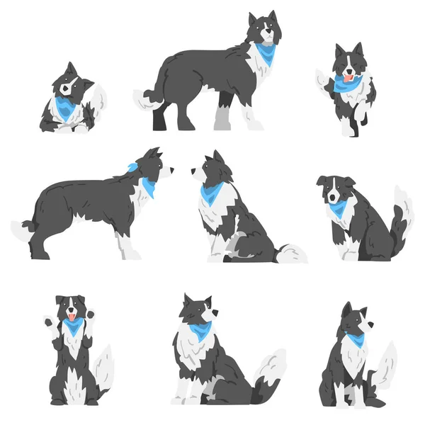 Border Collie Dog in Various Poses Set, Smart Shepherd Pet Animal with Black White Coat in Blue Neckerchief Cartoon Vector Illustration — Stock Vector