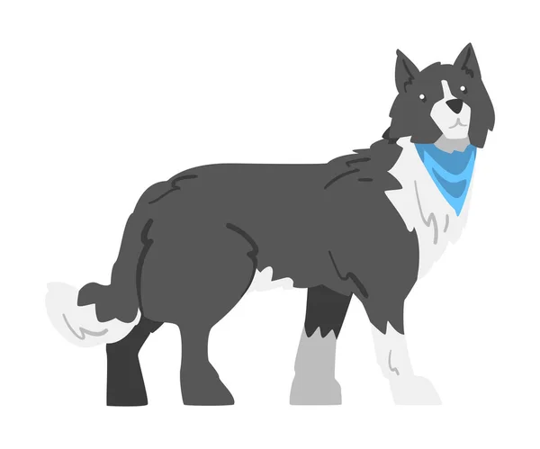 Vista lateral da fronteira Collie Dog, animal de estimação pastor inteligente com preto branco casaco Cartoon Vector Ilustração — Vetor de Stock