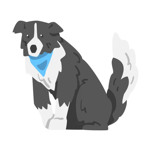 Sitter Gräns Collie Dog, Sidovy av Smart Shepherd Sällskapsdjur med svart vit rock i Blå Neckerchief tecknad vektor Illustration — Stock vektor