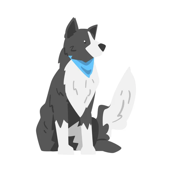 Border Collie Dog, Smart Shepherd Pet Animal with Black White Coat Cartoon Vector Illustration — Stock Vector