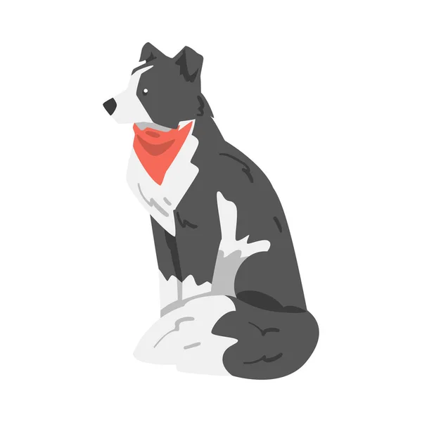 Border Collie Dog in Red Neckerchief, Side View of Sitting Smart Shepherd Pet Animal with Black White Coat Cartoon Vector Illustration — Stock Vector
