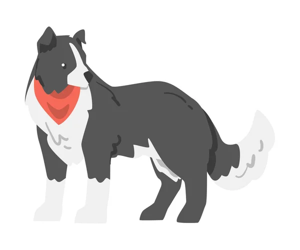 Cute Border Collie Dog, Playful Shepherd Pet Animal with Black White Coat in Red Neckerchief Cartoon Vector Illustration — Stock Vector