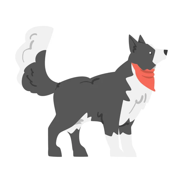 Chien de Collie frontière mignon, vue latérale de berger animal de compagnie avec manteau blanc noir en Neckerchief rouge Illustration vectorielle de bande dessinée — Image vectorielle