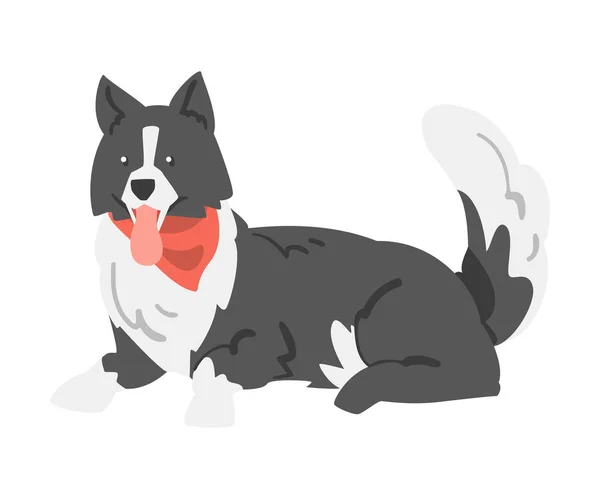 Cute Border Collie Dog, Lying Shepherd Pet Animal with Black White Coat in Red Neckerchief Cartoon Vector Illustration — Stock Vector