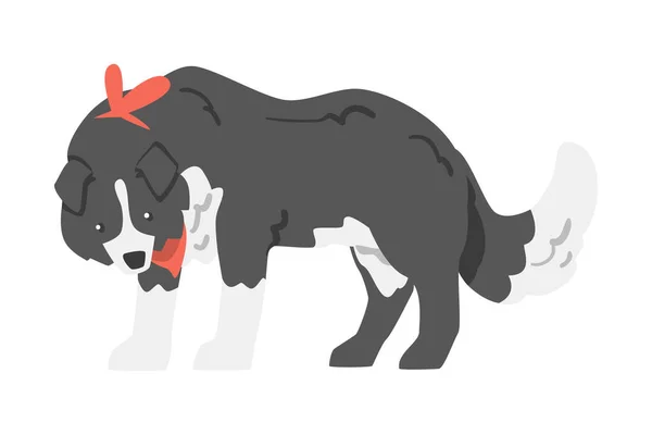 Cão de estimação bonito Borda Collie Shepherd com preto branco casaco Cartoon Vector Ilustração — Vetor de Stock