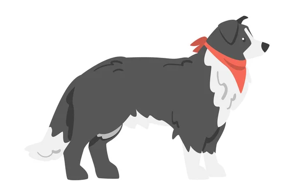Side View of Border Collie Shepherd Pet Dog with Black White Coat in Red Neckerchief Cartoon Vector Illustration — Stock Vector