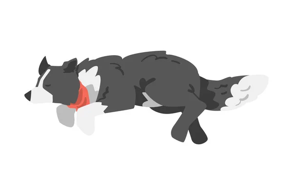 Borda Collie Pastor Pet Dog em Red Neckerchief Correndo e Saltando Cartoon Vector Ilustração — Vetor de Stock