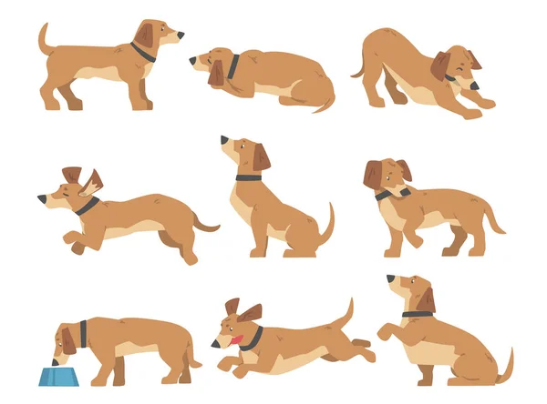 Dachshund Dog Set, สัตว์เลี้ยงน่ารักที่มีเสื้อโค้ทสีน้ําตาลอ่อนในโพสต่างๆ ภาพวาดเวกเตอร์การ์ตูน — ภาพเวกเตอร์สต็อก