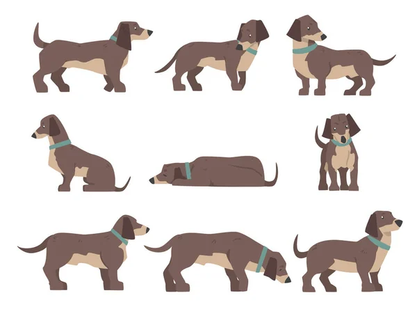 Set de perros Dachshund, lindo animal de compañía con abrigo marrón en varios poses ilustración vectorial de dibujos animados — Vector de stock