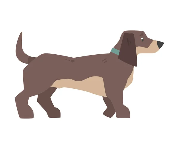 Side View of Dachshund Dog, Cute Pet Animal with Brown Coat Cartoon Vector Illustration — Stock Vector