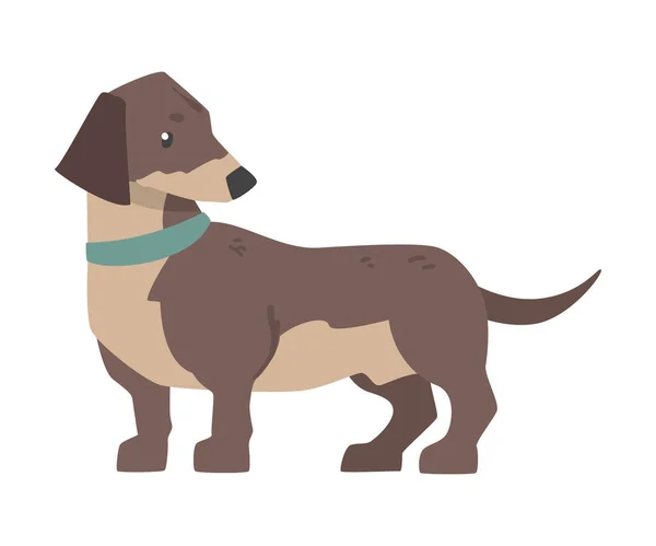 Dachshund Dog, Cute Pet Animal with Brown Coat Cartoon Vector Illustration — Stock Vector