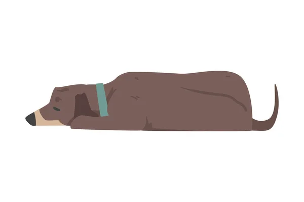 Lying Dachshund Dog, Cute Pet Animal with Brown Coat Cartoon Vector Illustration — Stock Vector