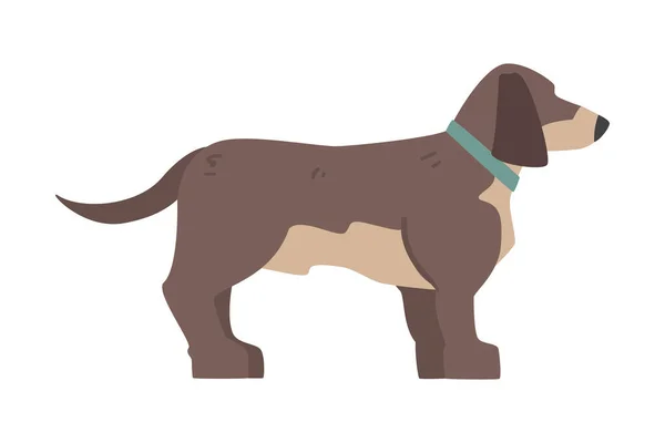 Side View of Dachshund Dog Pet Animal with Brown Coat Cartoon Vector Illustration — Stock Vector