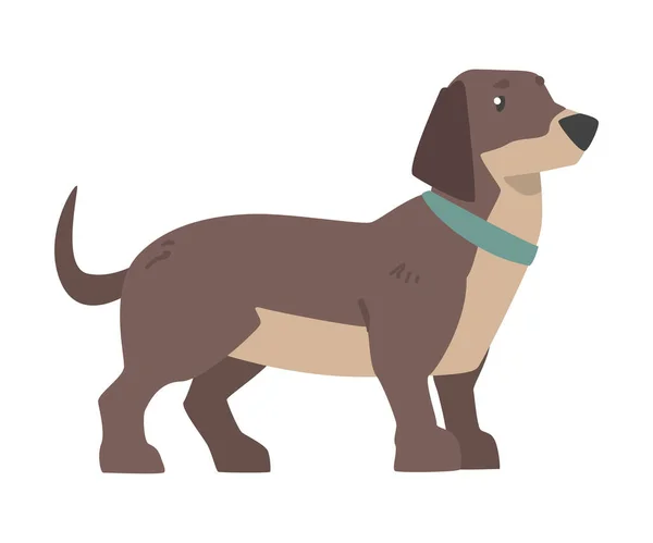 Cute Dachshund Dog, Pet Animal with Brown Coat Cartoon Vector Illustration — Stock Vector