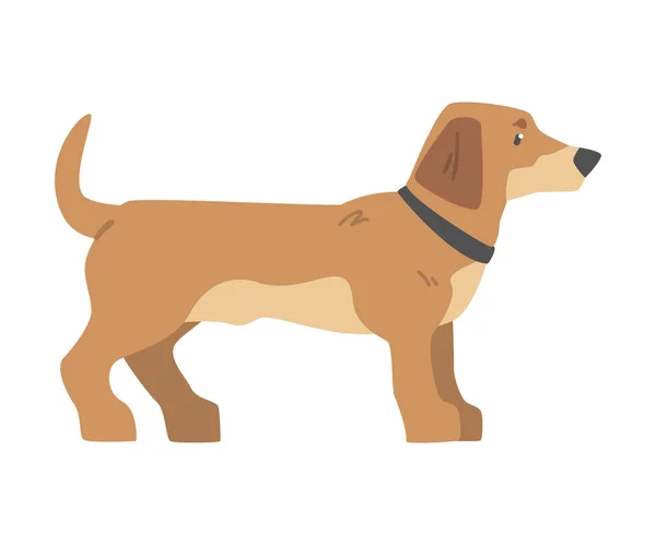 Side View of Dachshund Dog, Cute Pet Animal with Light Brown Coat Cartoon Vector Illustration — Stock Vector