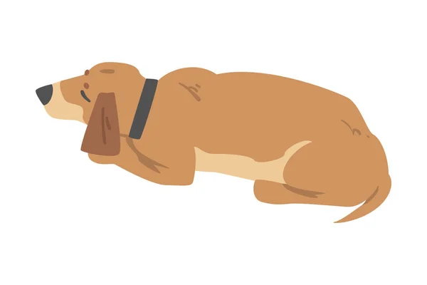 Spící jezevčík pes, roztomilé zvířátko se světle hnědým kabátem karikatura vektorové ilustrace — Stockový vektor